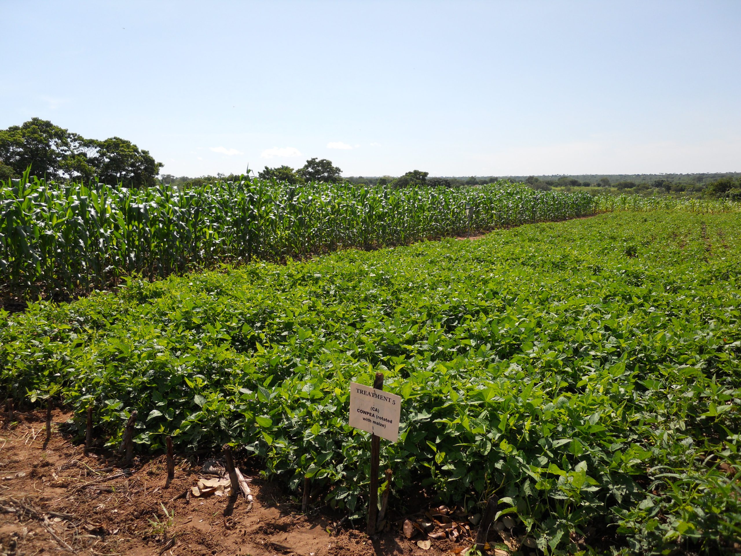 Background image for CIMMYT