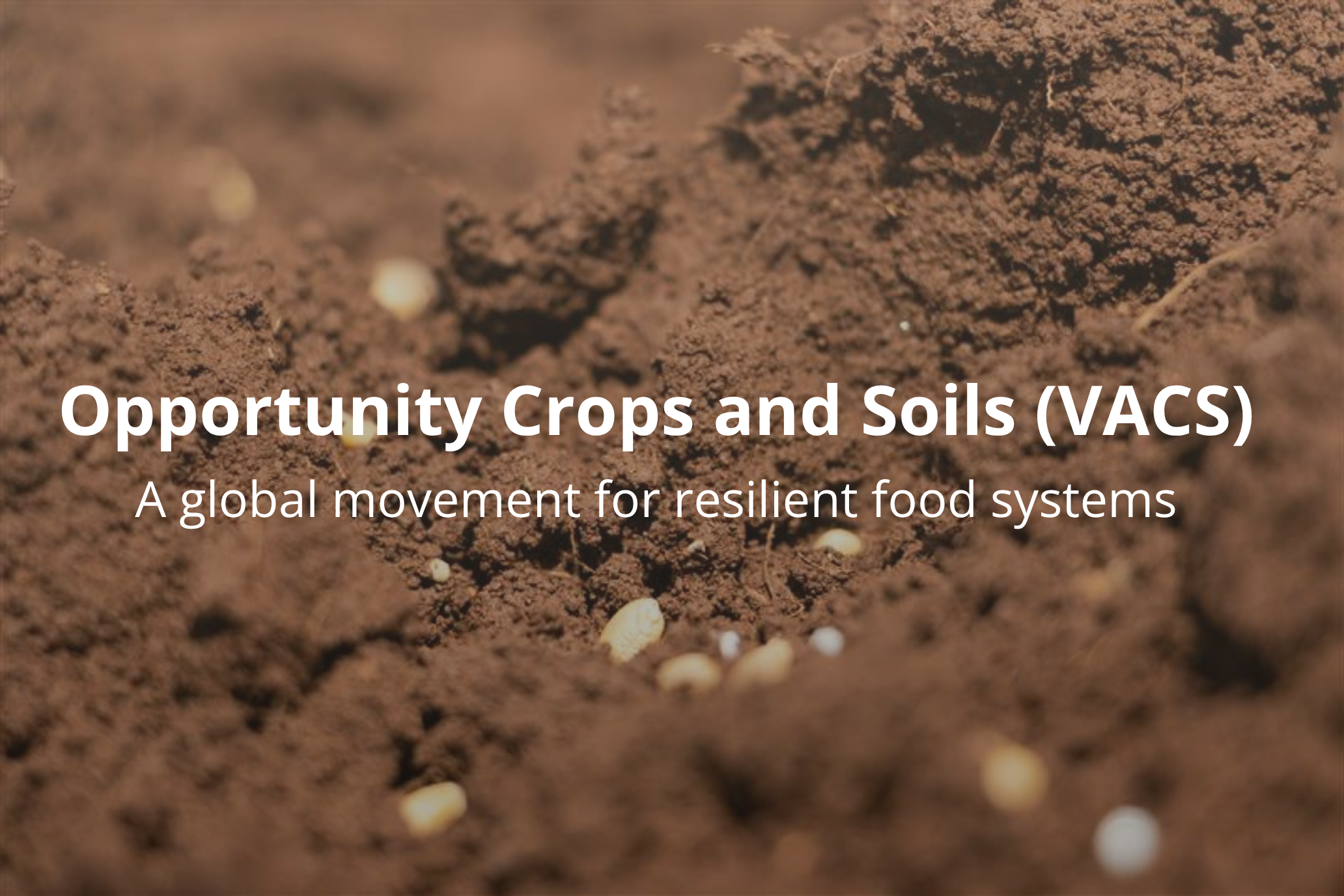 Background image for CIMMYT