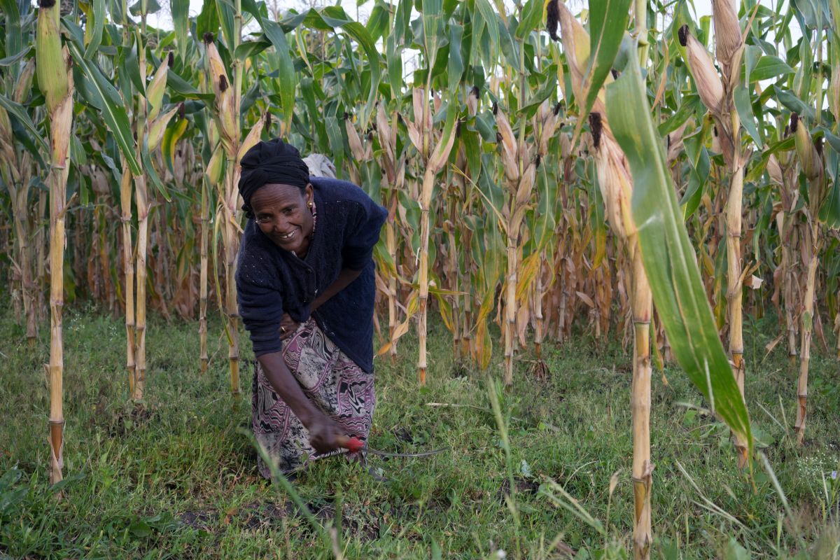 The CIMMYT Science Powering Africa’s Maize Revolution – CIMMYT