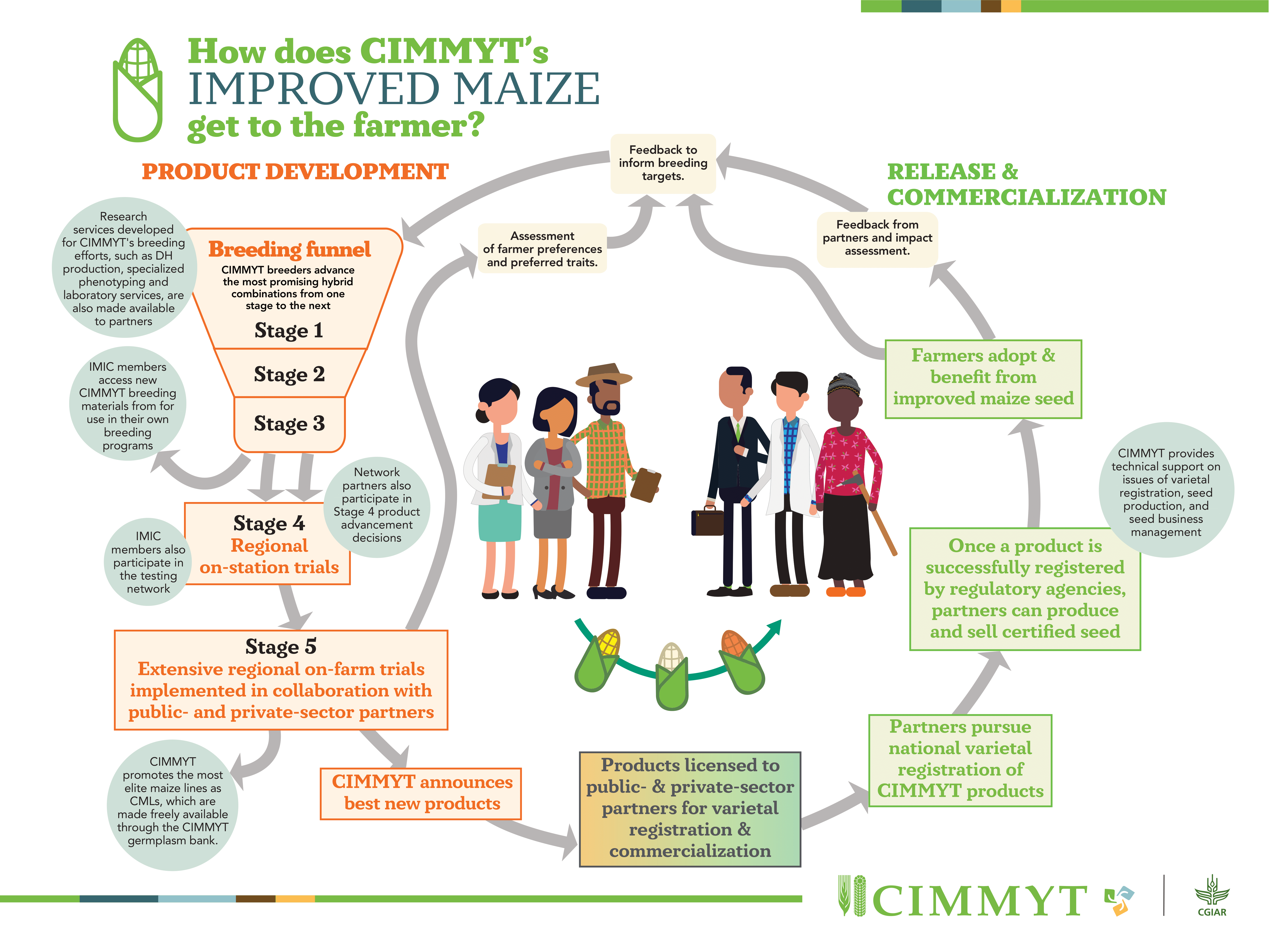 Five New CIMMYT maize hybrids available from South Asia Breeding Program