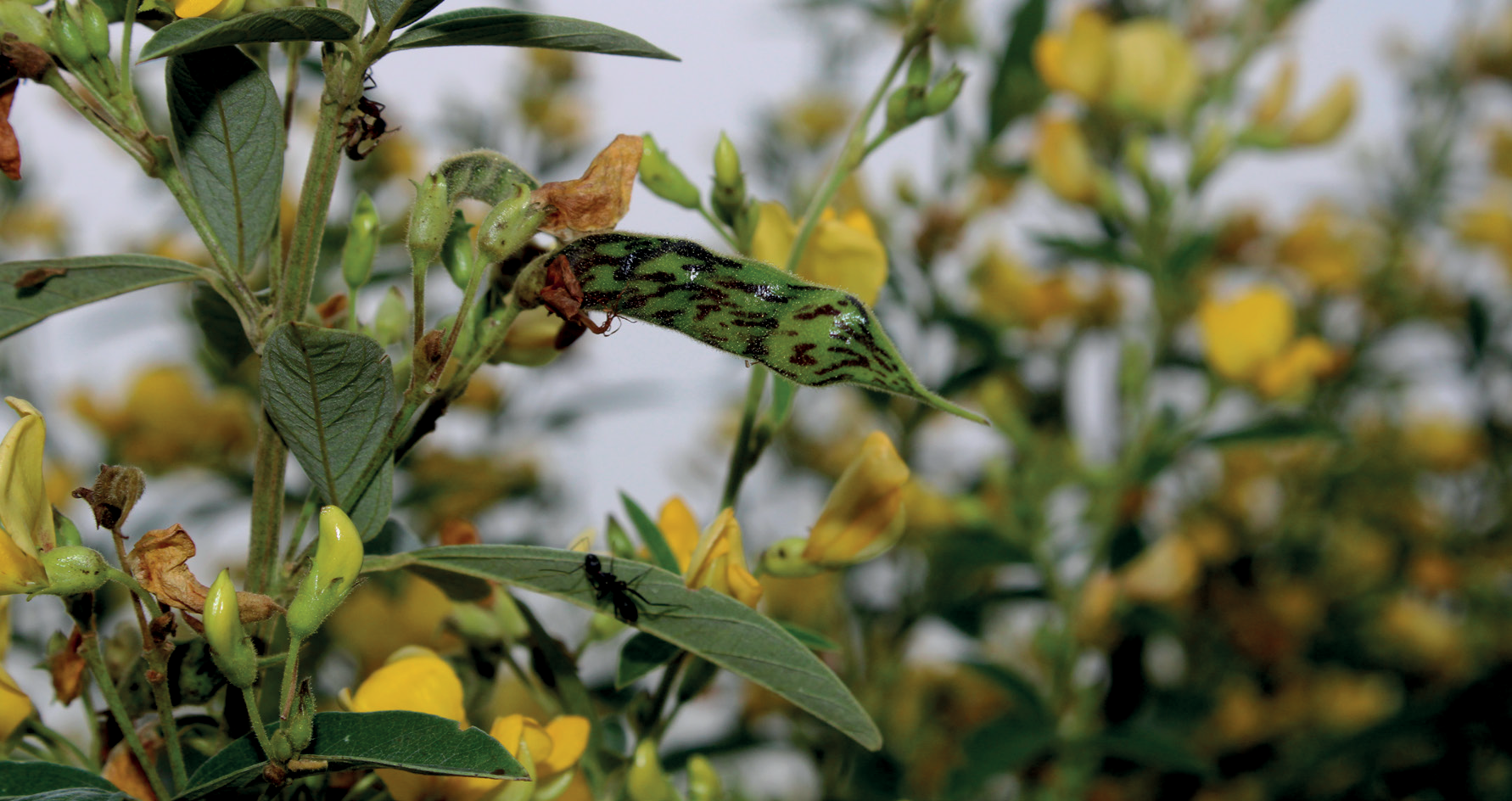 Africa’s Forgotten Crops Could be the Future of Food Security