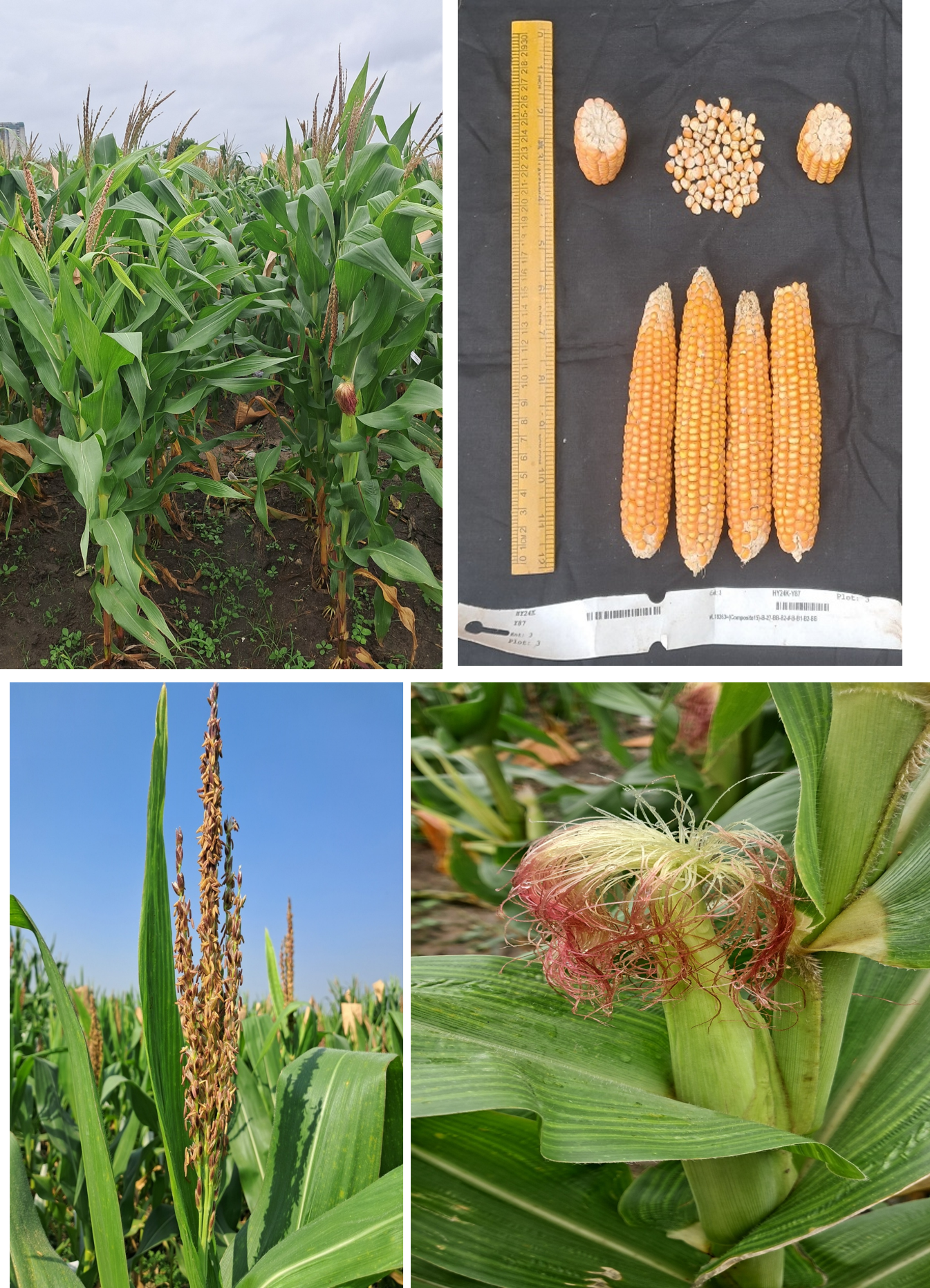 Release of a new set of 5 CIMMYT Maize Lines (CML661A -CML665B) – CIMMYT