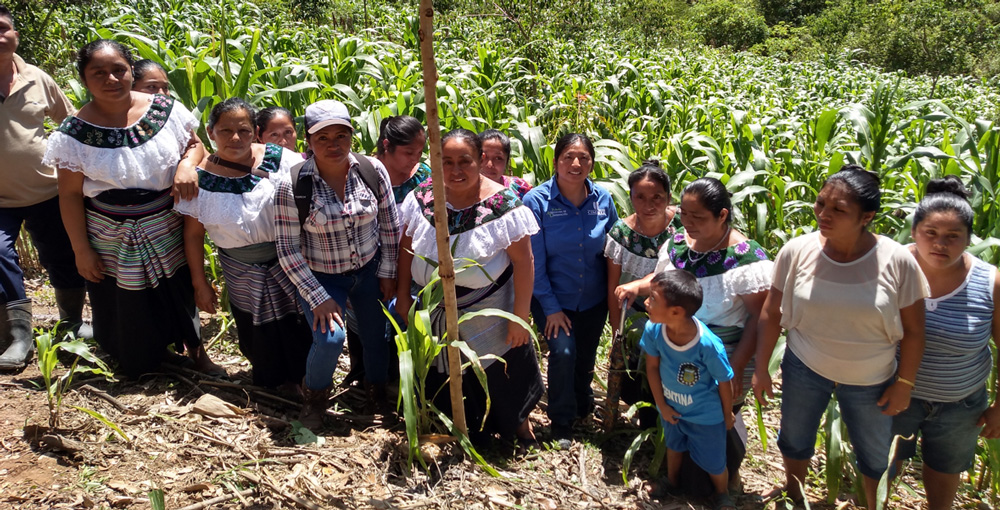 El uso de tierra de diatomeas reduce 80% la incidencia del gusano cogollero  en Puebla – CIMMYT