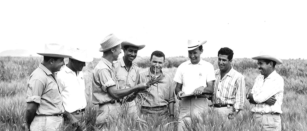 Background image for CIMMYT