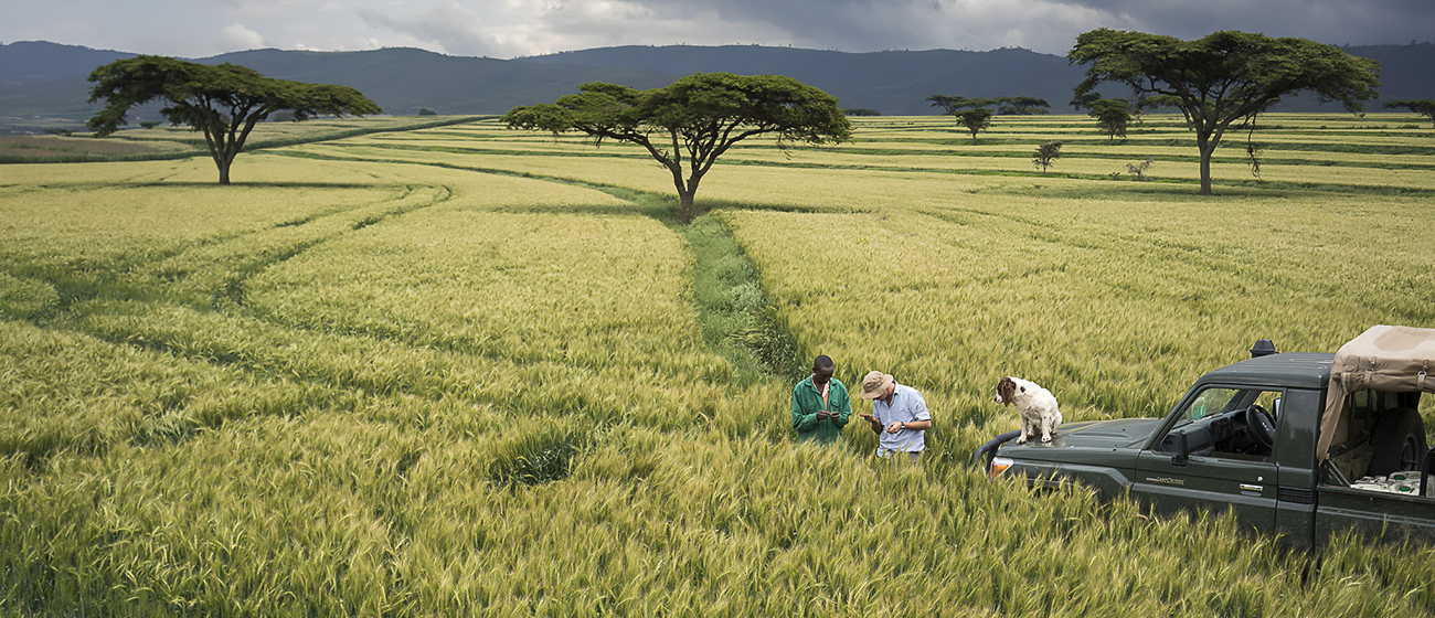 Background image for CIMMYT