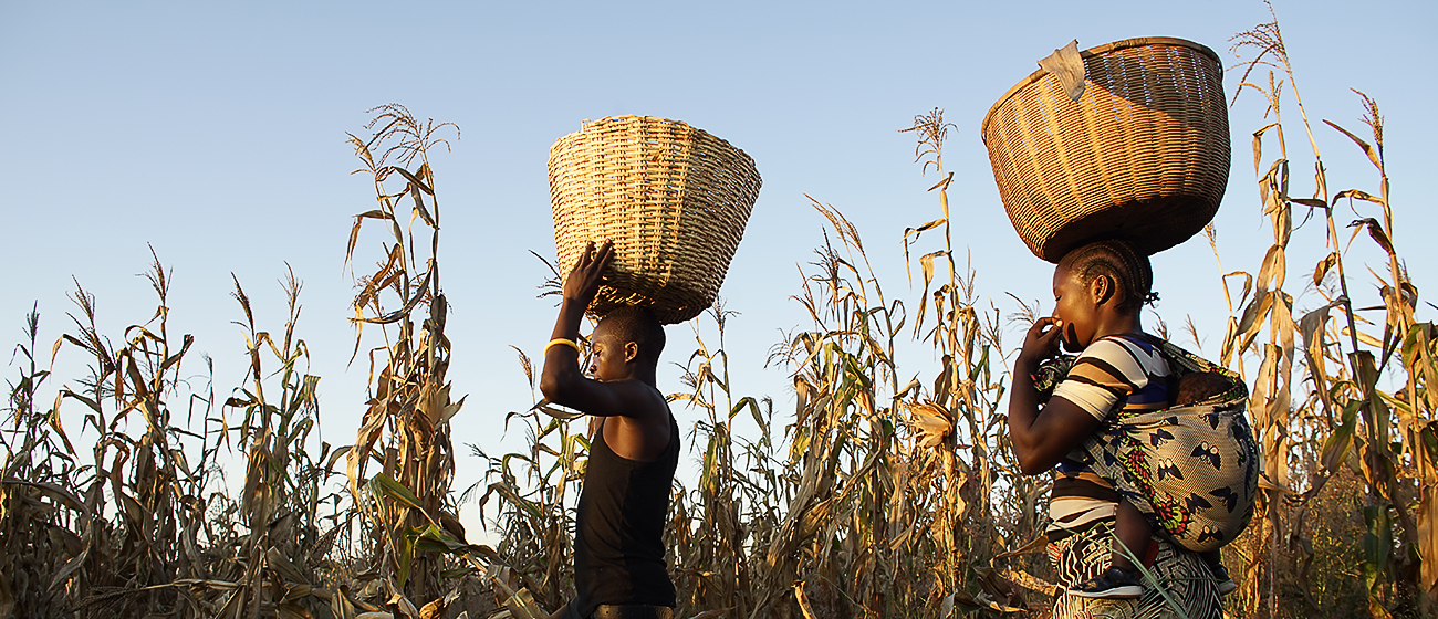 Background image for CIMMYT