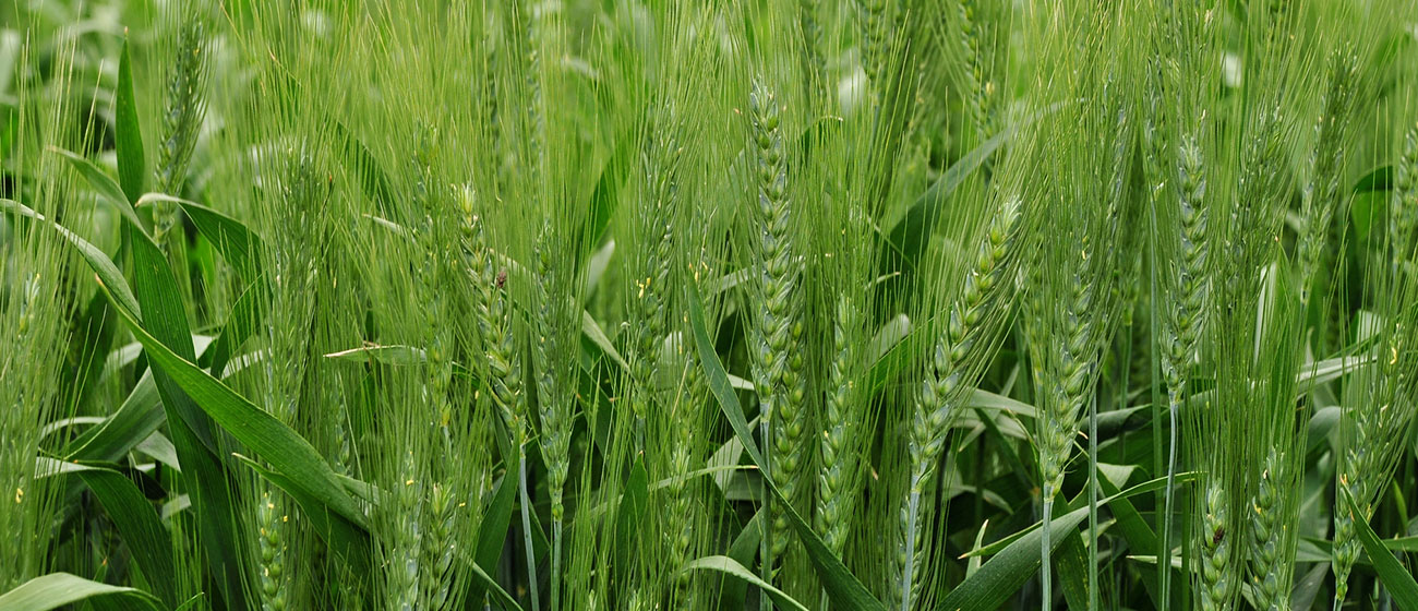 Background image for CIMMYT