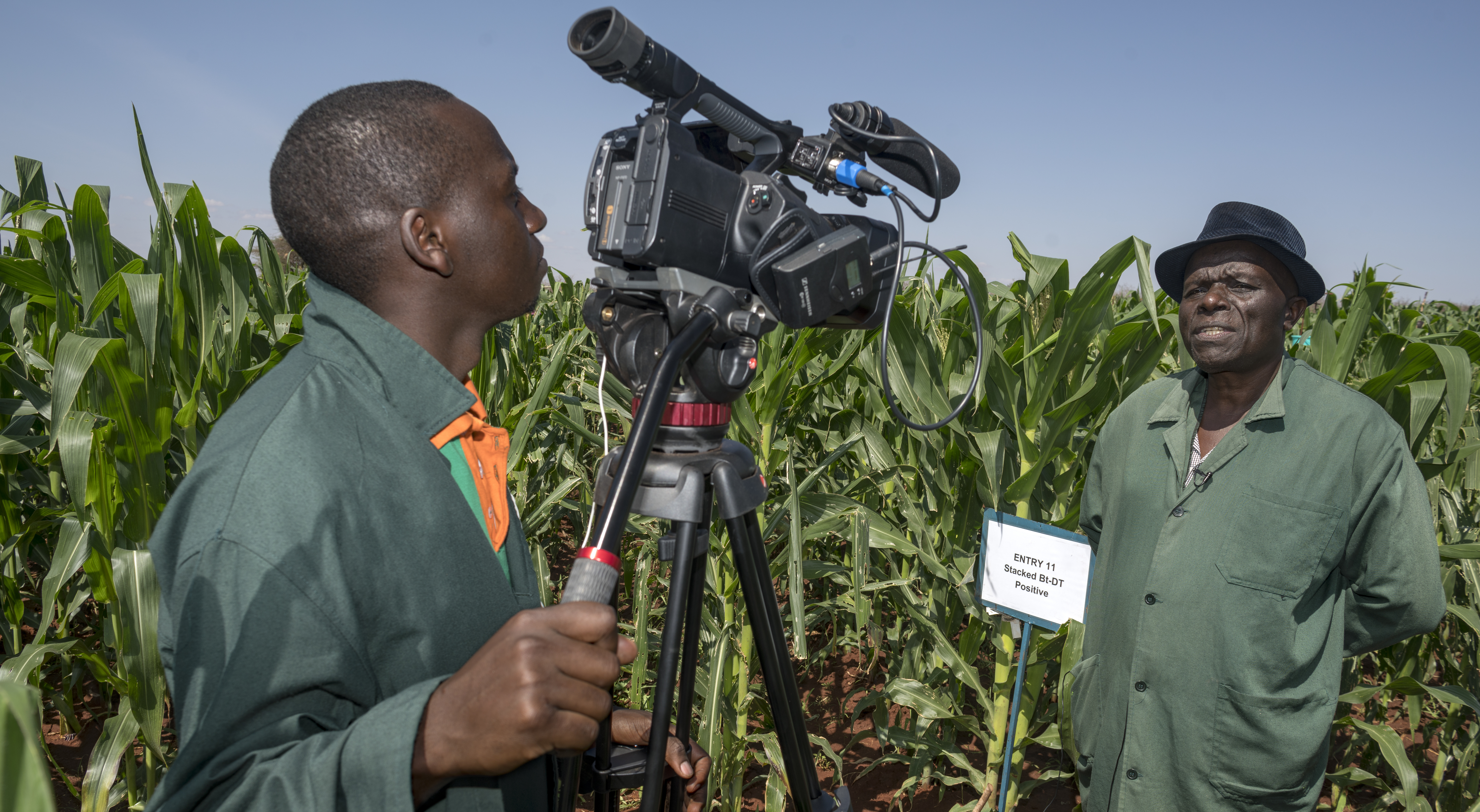 Background image for CIMMYT