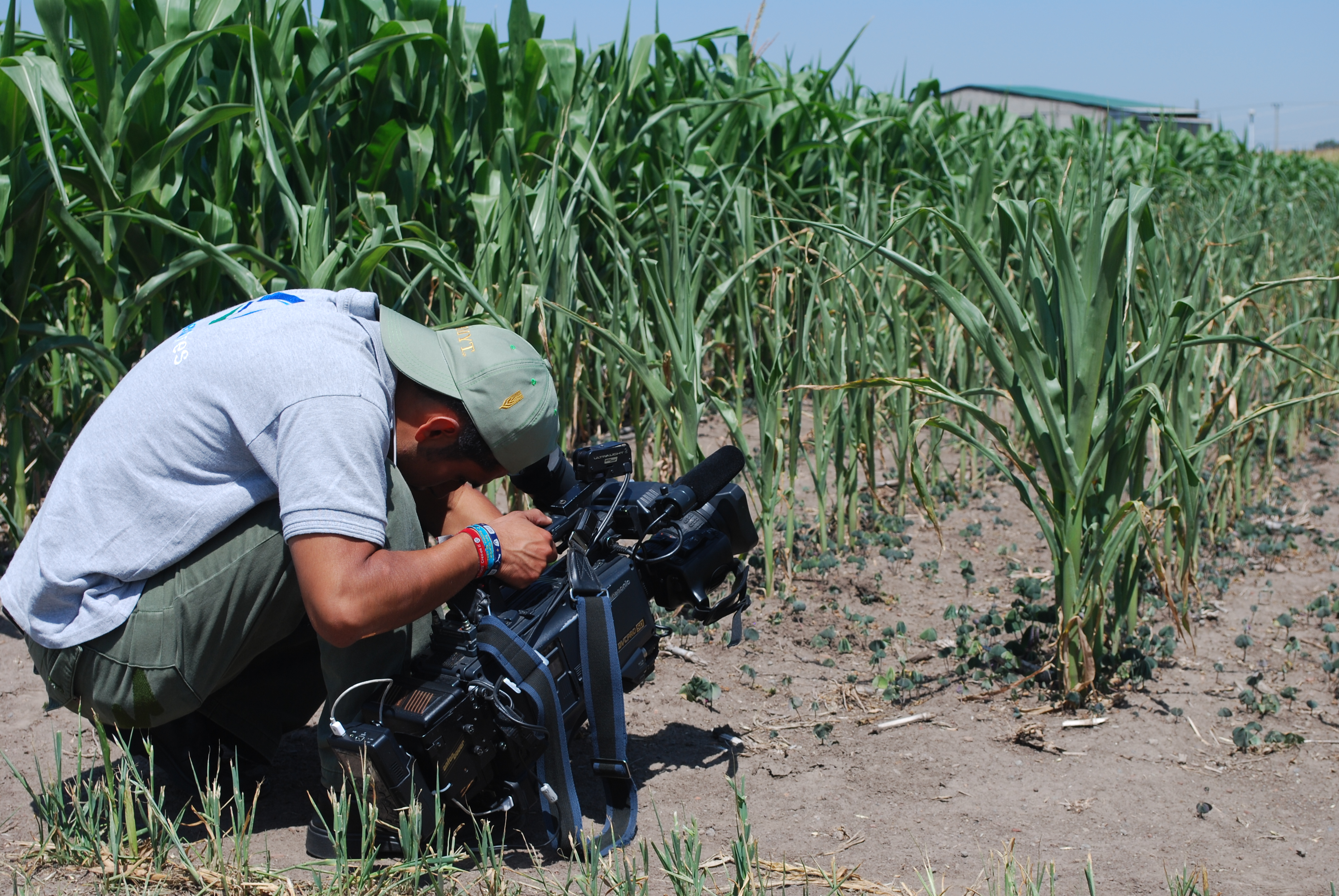 Background image for CIMMYT