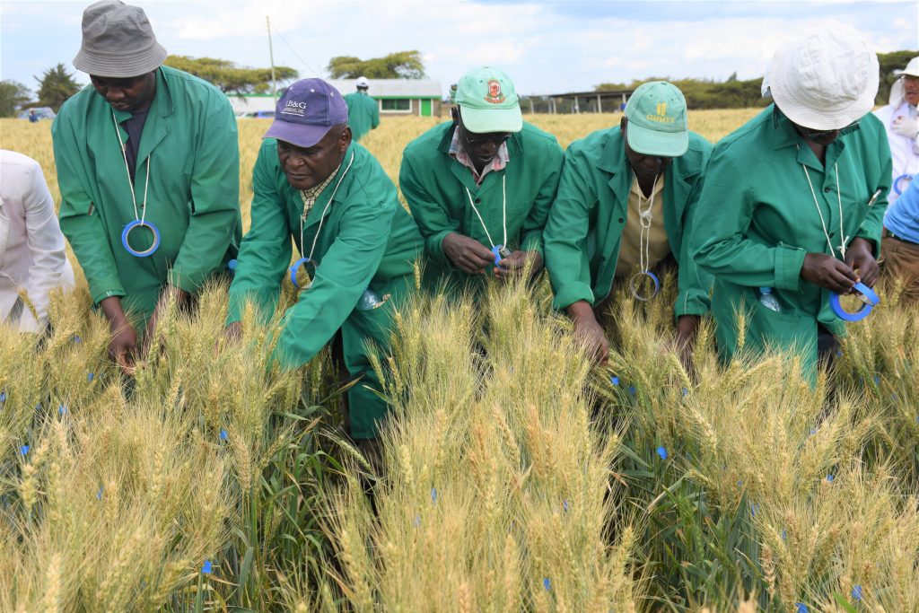 Background image for CIMMYT