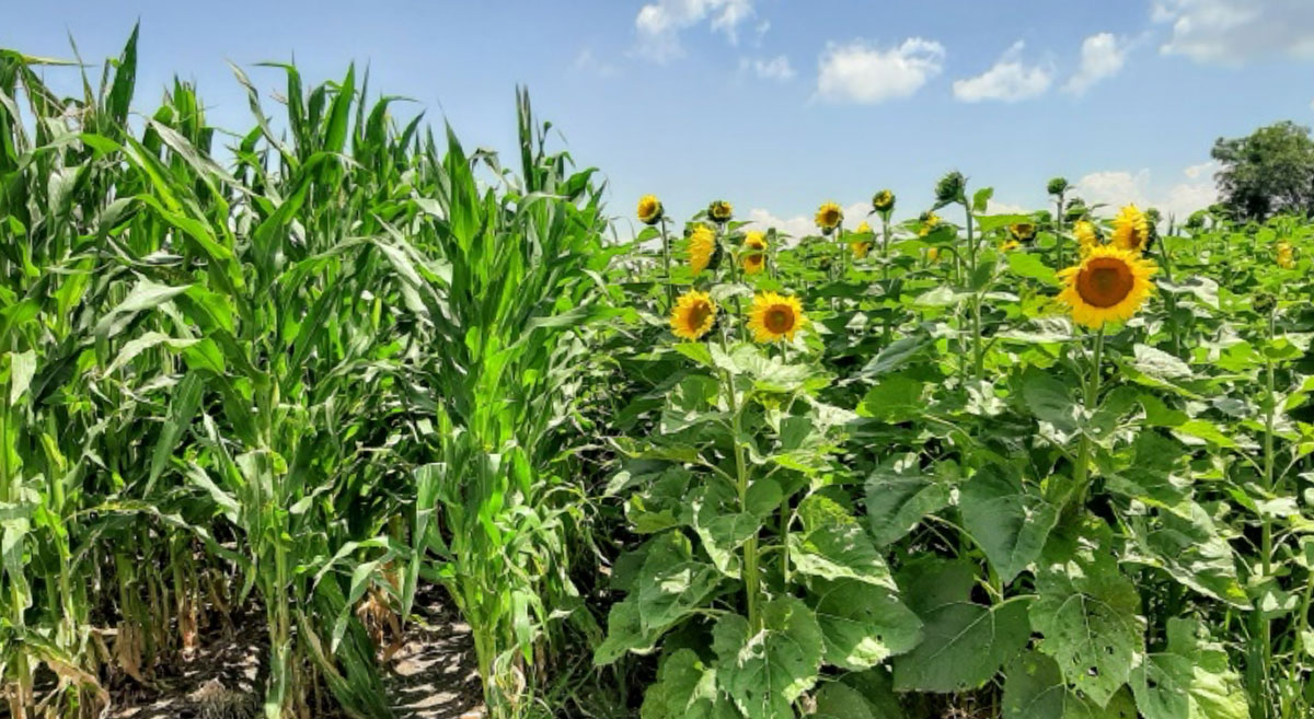 Girasol, el cultivo que va bien y promete – CIMMYT