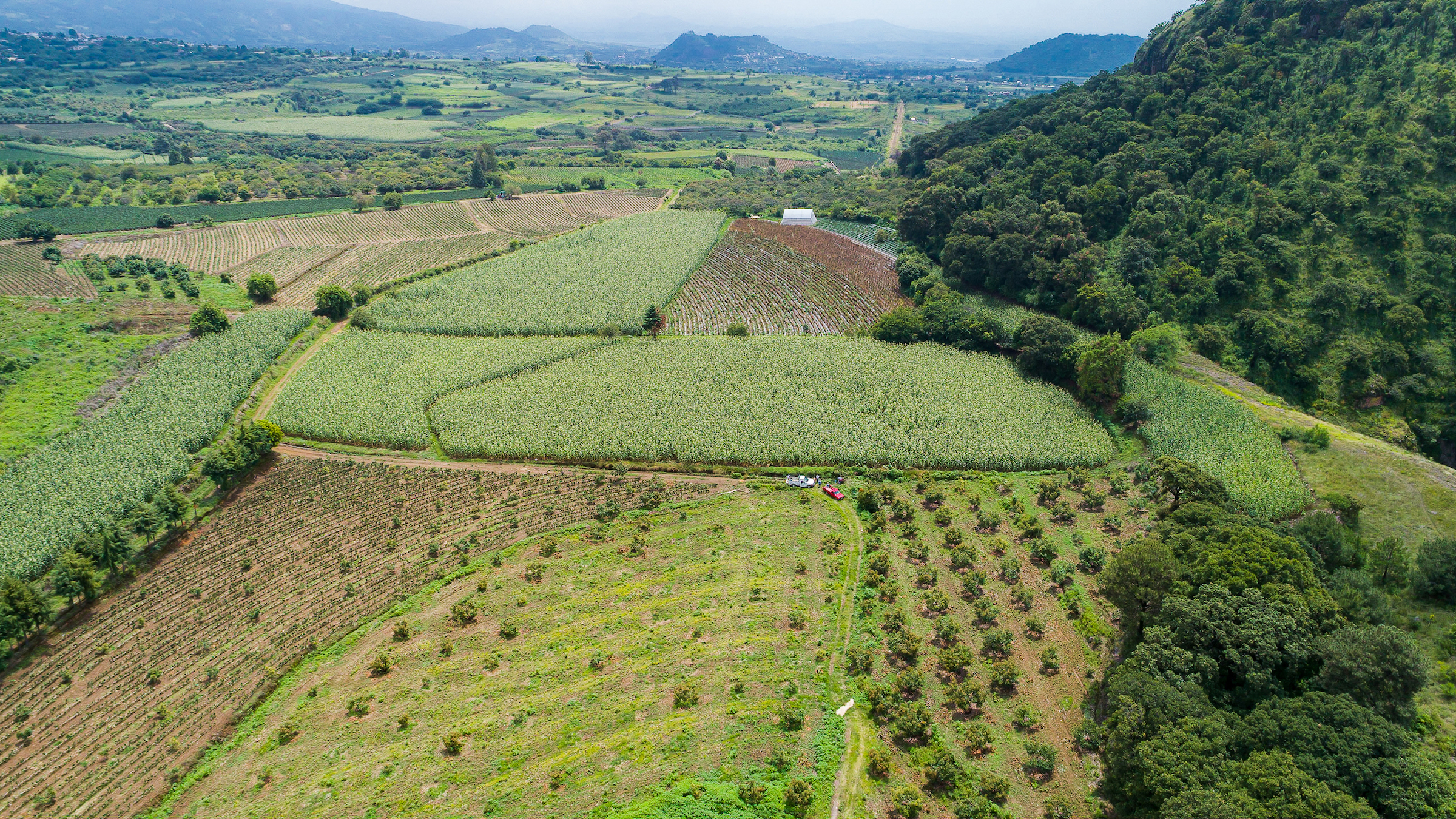 Background image for CIMMYT