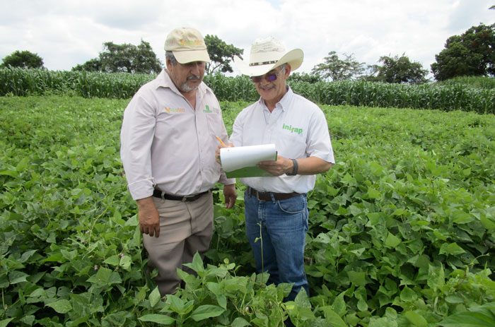 Foto: Villa Corzo Chiapas, 17 de agosto de 2017, Evaluación de genotipos de frijol en el área de validación de componentes.