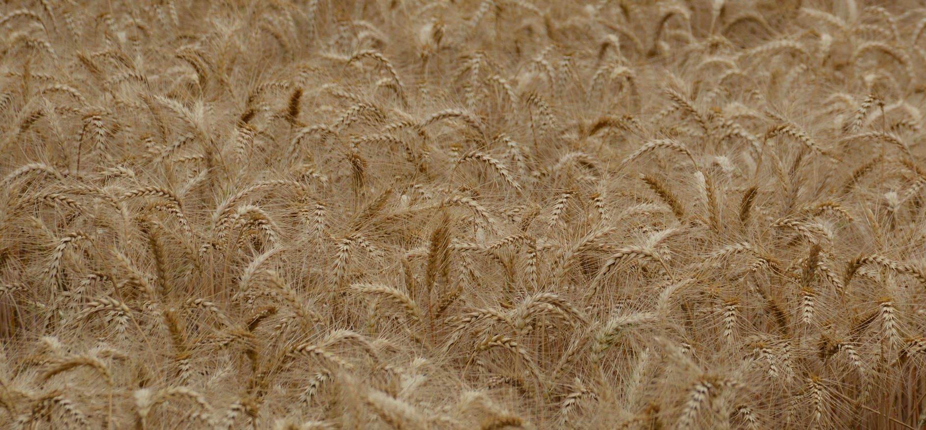 Background image for CIMMYT