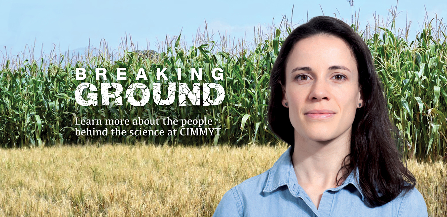 Background image for CIMMYT