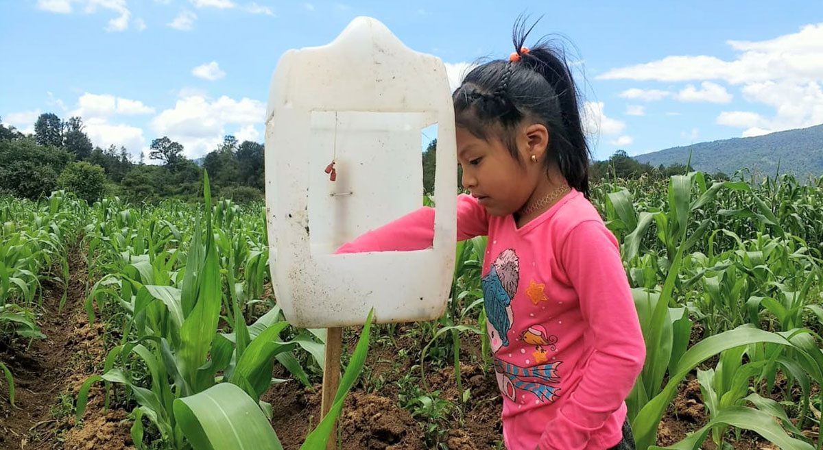 Cecilia Guadalupe Nepamuceno, revisando las trampas con feromonas para el monitoreo del Agrotis ipsilon en Turicuaro, Mpio., de Nahuatzen Michoacán. (Foto: José Isidro Nepamuceno Reyes)