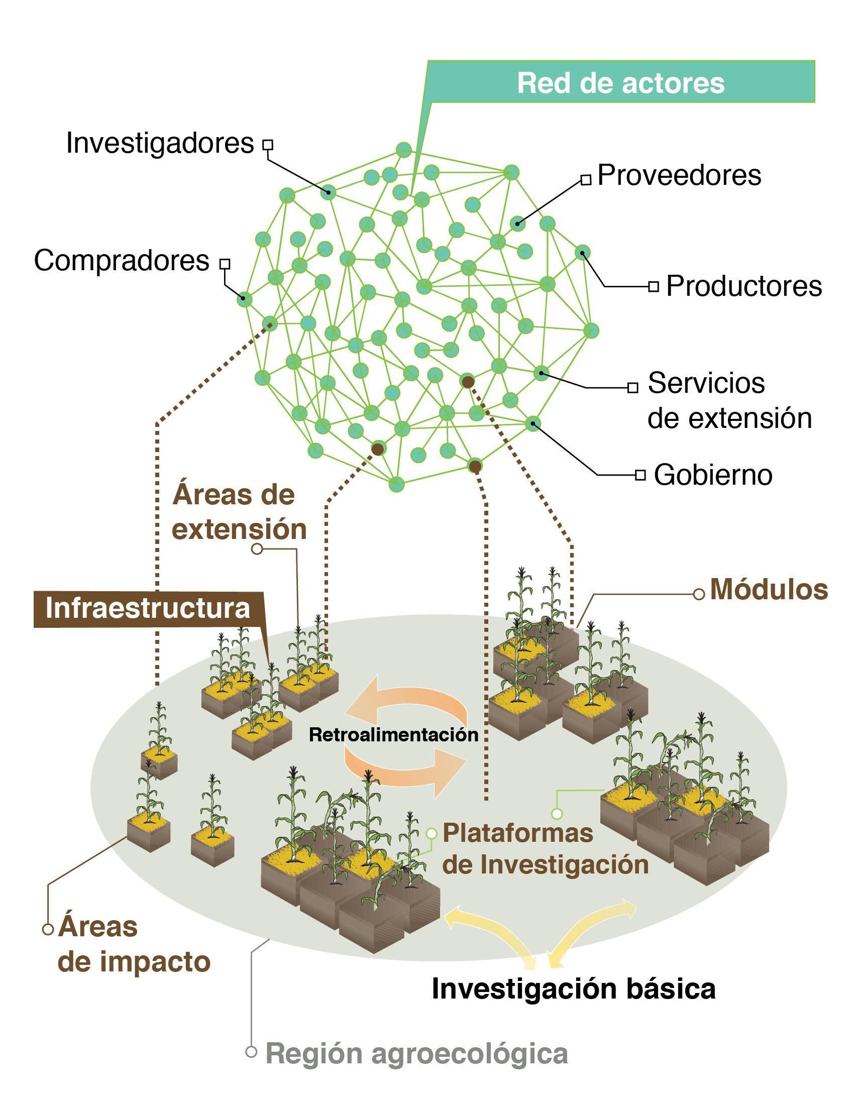 Ilustración esquemática de los hubs o redes de innovación del CIMMYT para los sistemas sostenibles de producción de maíz y trigo.