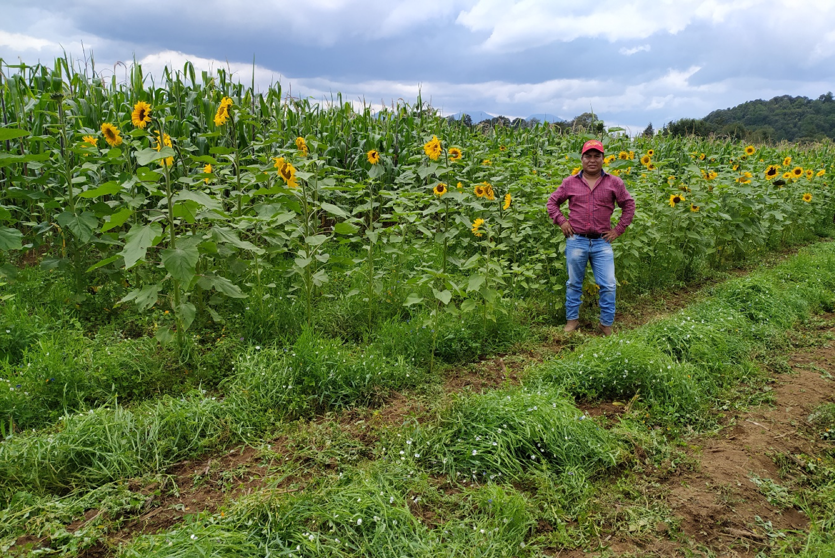 Diversidad funcional provoca interacción de planta llamativas atrayendo insectos benéficos (Enemigos naturales), en el Módulo Ahuíran, Turicuaro, Mpio., de Parácho, Michoacán. (Foto:José Isidro Nepamuceno Reyes) 