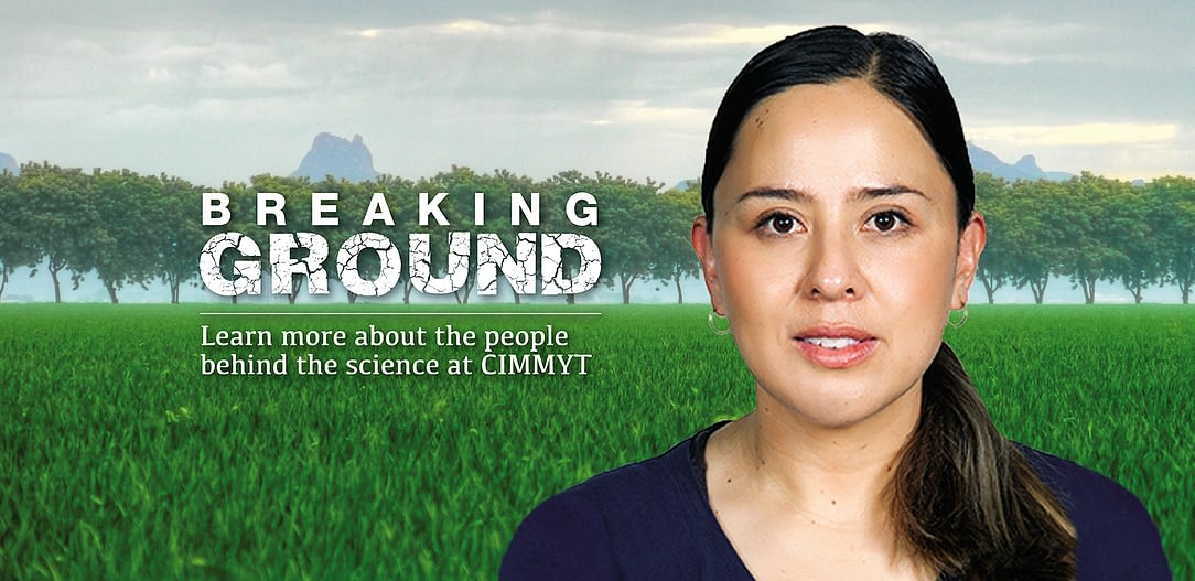 Background image for CIMMYT