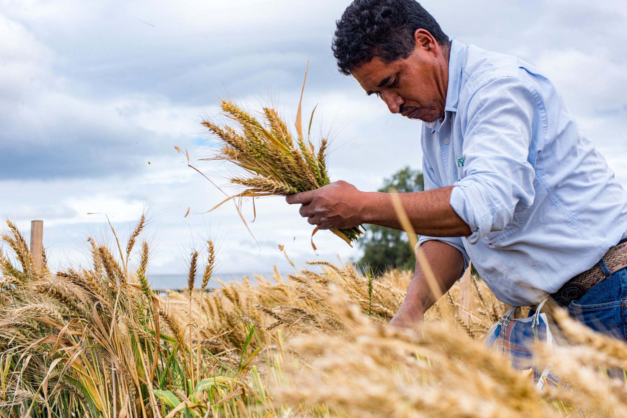 Cosecha de trigo en la estación experimental El Batán en la sede del CIMMYT. (Foto: Alfonso Cortés)