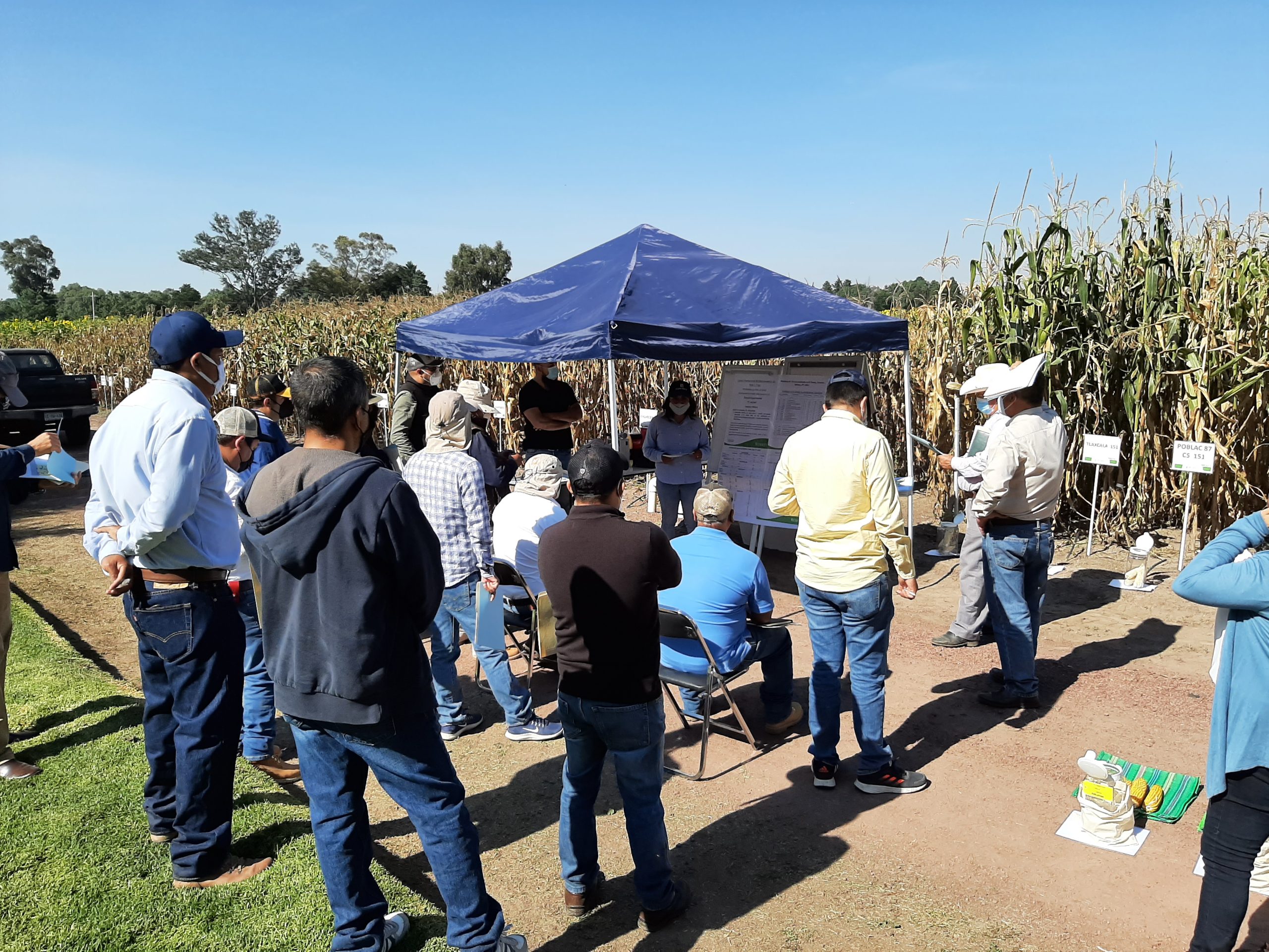 Beatriz Mendoza, asistente de investigación del Programa de Valles Altos, explica las actividades que realiza actualmente el programa de mejoramiento genético de maíz para ambientes de Valles Altos. (Foto: Alberto Chassaigne/CIMMYT)