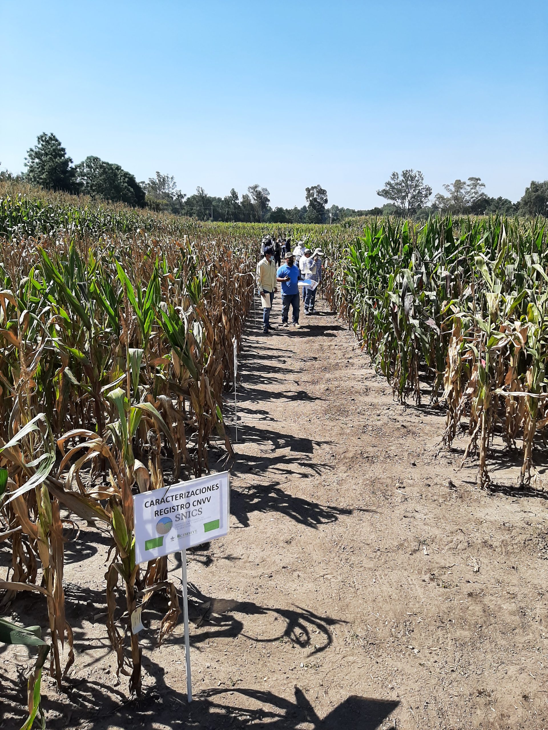 Participantes del evento recorren las parcelas demostrativas respetando el distanciamiento social y todas las medidas de protección a la salud aplicables. (Foto: Alberto Chassaigne/CIMMYT)