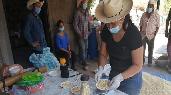 Demostración del método de la sal en Tlaquiltenango, Morelos. (Foto: CIMMYT)