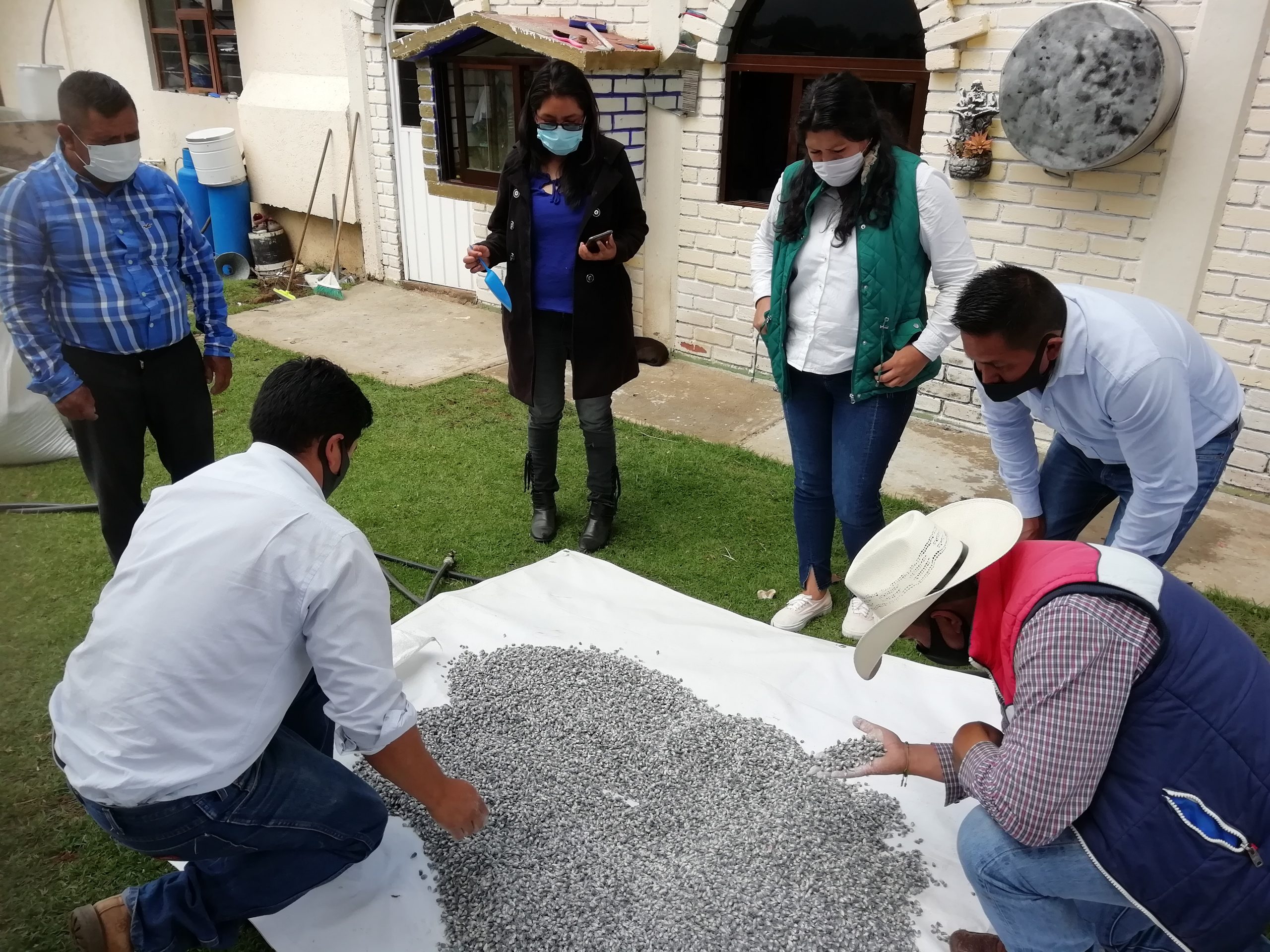 Evaluación de la calidad de maíz azul conservado con cal micronizada en San José del Rincón, Estado de México. (Foto: CIMMYT)