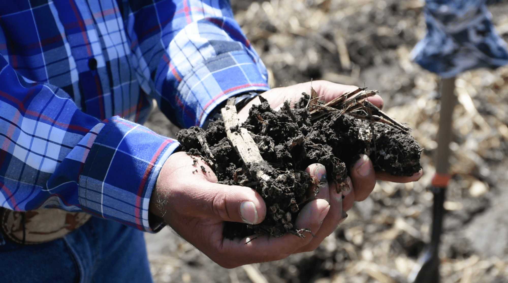 Suelo húmedo y con mayor actividad biológica por efecto del uso del rastrojo como cobertura. (Foto: CIMMYT)