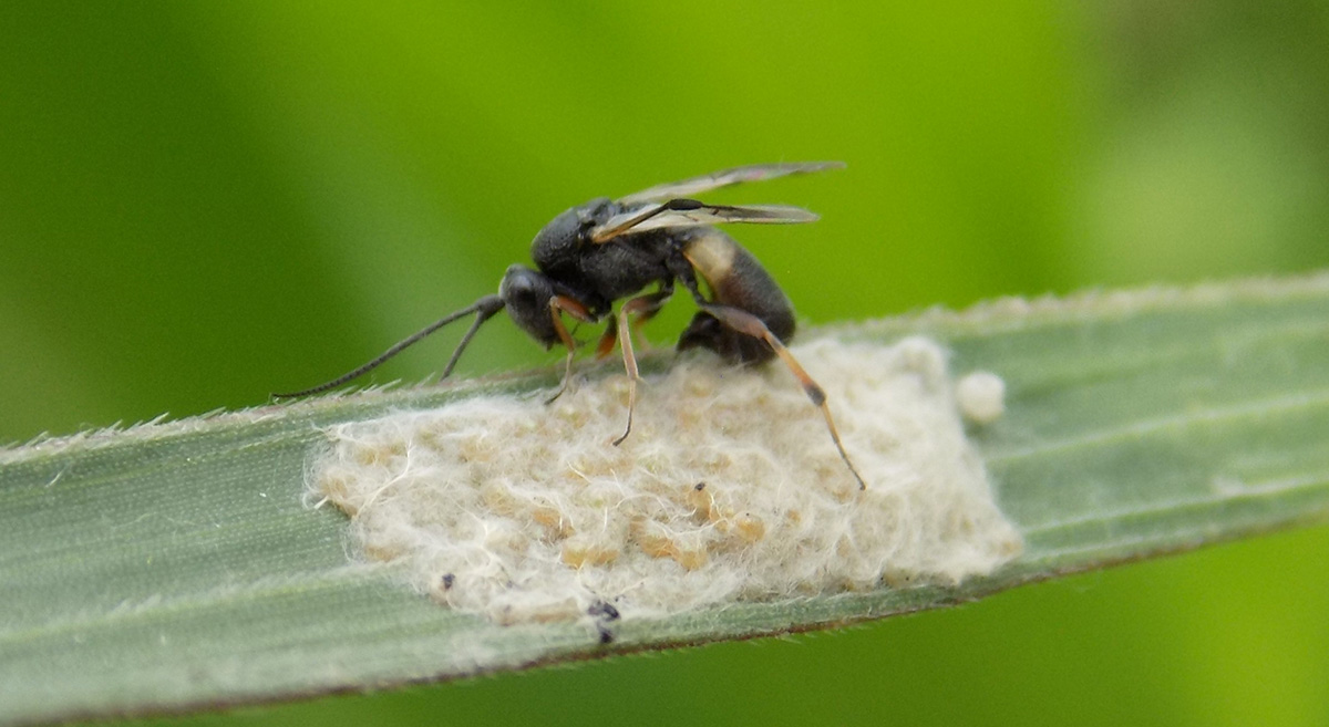 Observaciones en campo de parasitoide de S. frugiperda en el sur de Veracruz: Chelonus insularis (Hymenoptera: Braconidae) parasitando masa de huevecillos. (Foto: Aldrin Quevedo/Tecnología Agropecuaria Aplicada al Campo)