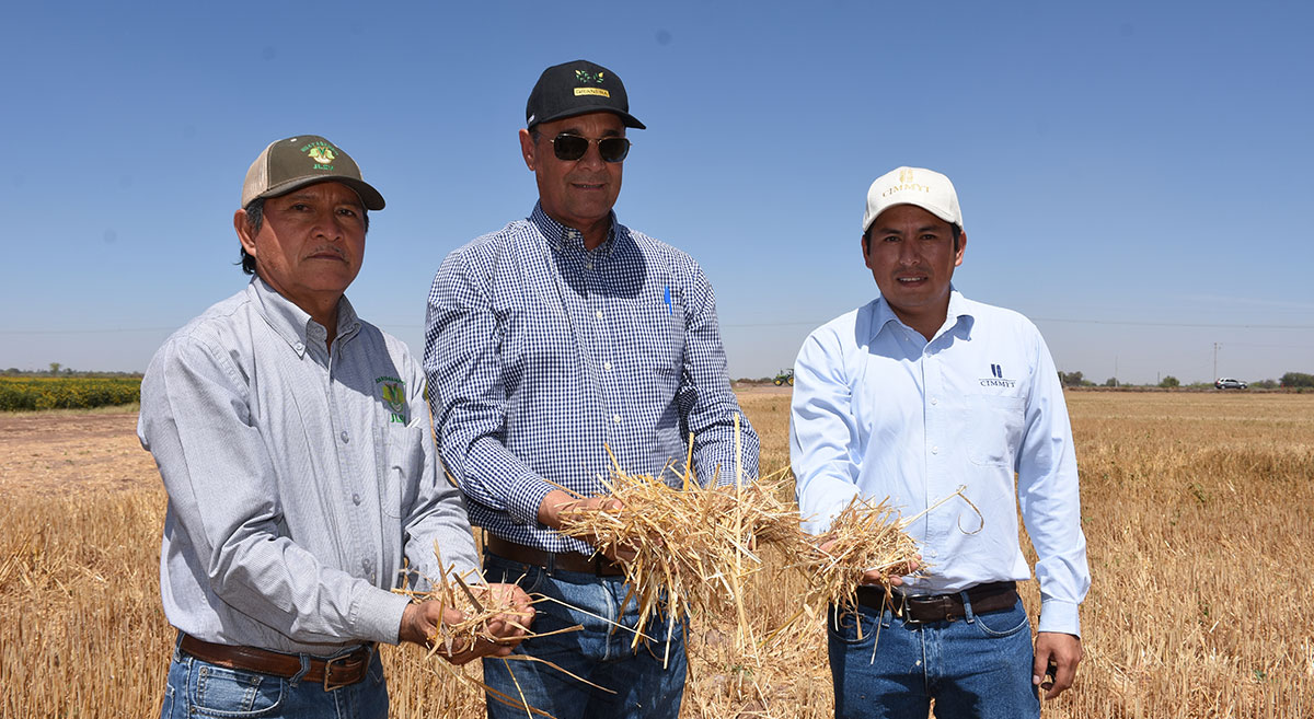 (De izquierda a derecha) Pascual Moroyoqui, Ariel Espinoza y José Luis Velasco en parcela de Sonora, México, donde colaboran la Junta Local de Sanidad Vegetal de Huatabampo, Granera del Noroeste y el CIMMYT. (Foto: Francisco Alarcón/CIMMYT)