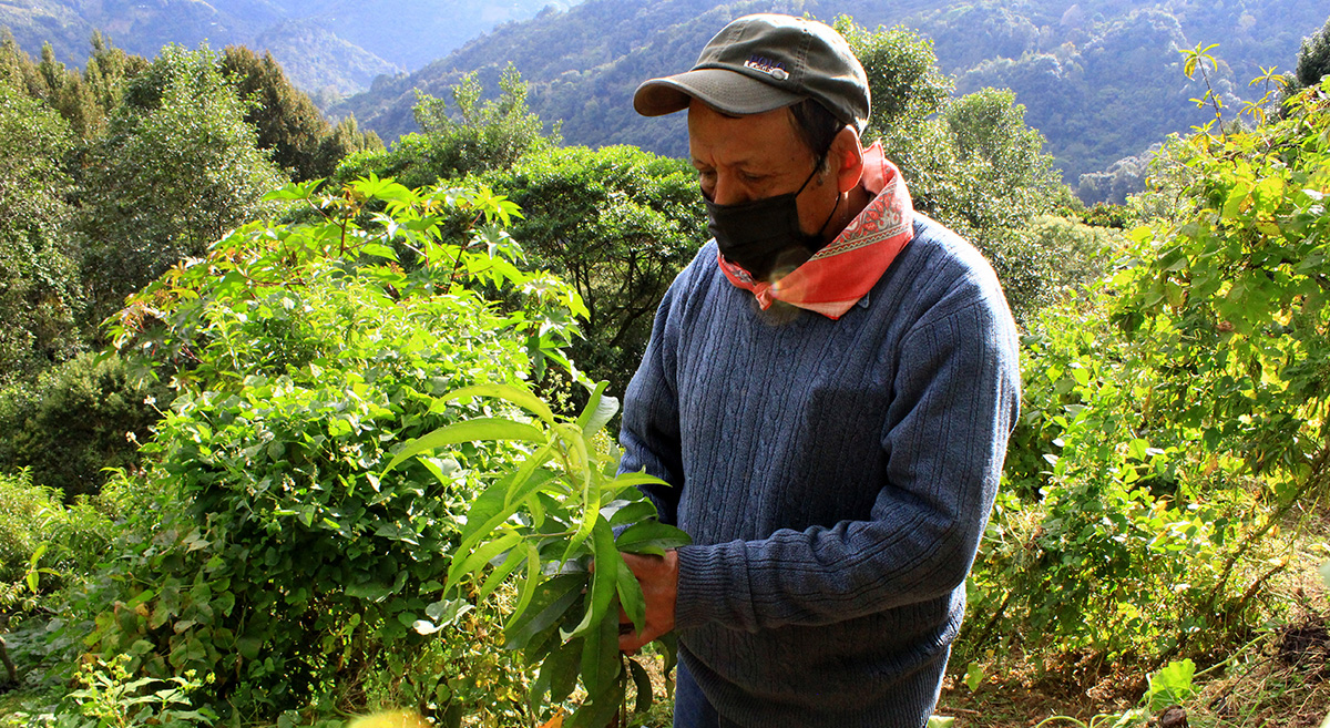 El productor Aquilino García en su parcela en Santa Catarina Tecoatl, Oaxaca, México. (Foto: Nadia Altamirano)