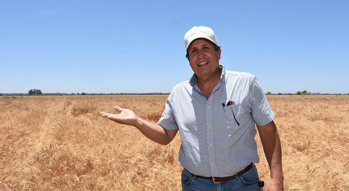 El productor Alfonso Romo en su parcela en el Valle del Mayo, Sonora, México. (Foto: Francisco Alarcón/CIMMYT)