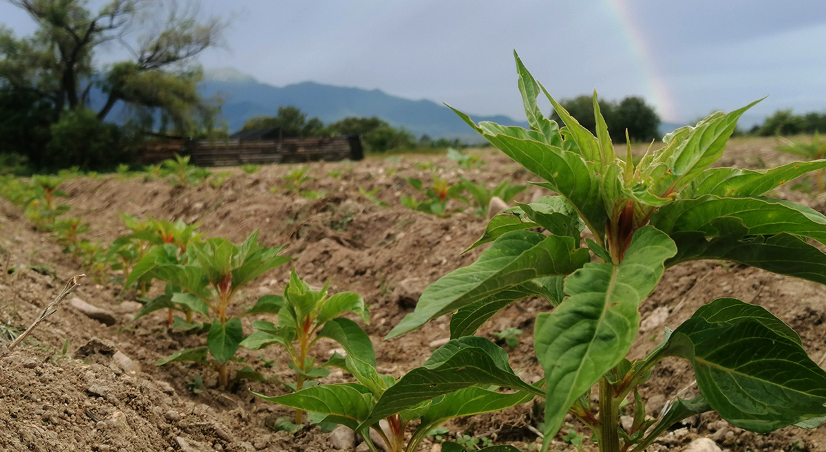 Campos de cempasúchil en el municipio de Magdalena Apasco, en Oaxaca, México. (Foto: Carlos Barragán/Agricultura Familiar y Agronegocios)