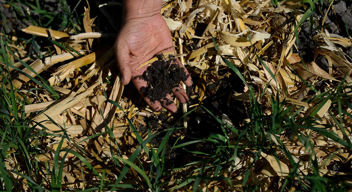 Prácticas de agricultura de conservación implementadas en una parcela de Guanajuato, México. (Foto: CIMMYT)