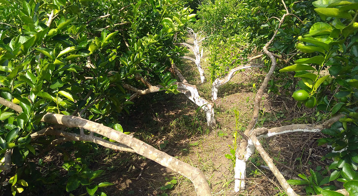 Sistema milpa intercalada con árboles frutales en la plataforma San Andrés Tuxtla, en Veracruz, México. (Foto: Consejo de Colonias Populares de Veracruz)