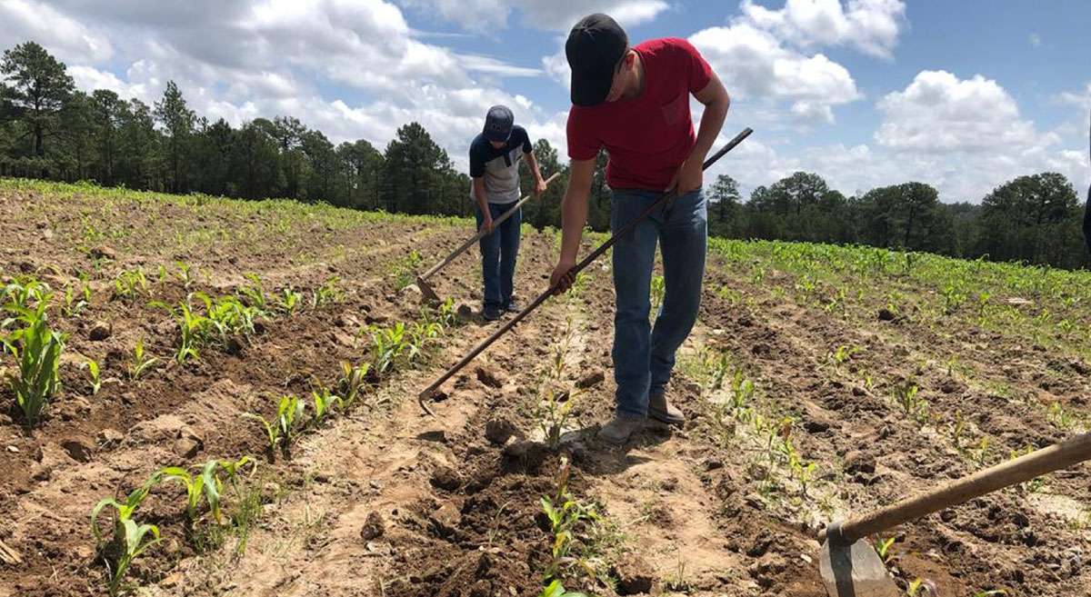 Estudiantes del CBTA 170 realizando el deshierbe manual de los ensayos de evaluación de variedades de maíz en Guachochi, en Chihuahua, México. (Foto: CIMMYT)