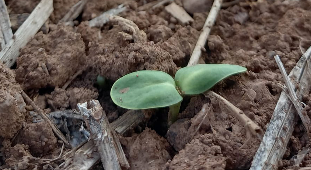 Parcela de un productor que participa en el proyecto Aguas Firmes, donde se realizó análisis de suelo y se implementan diversas prácticas para mejorar la fertilidad del suelo. (Foto: Julio César González/Agrocime)