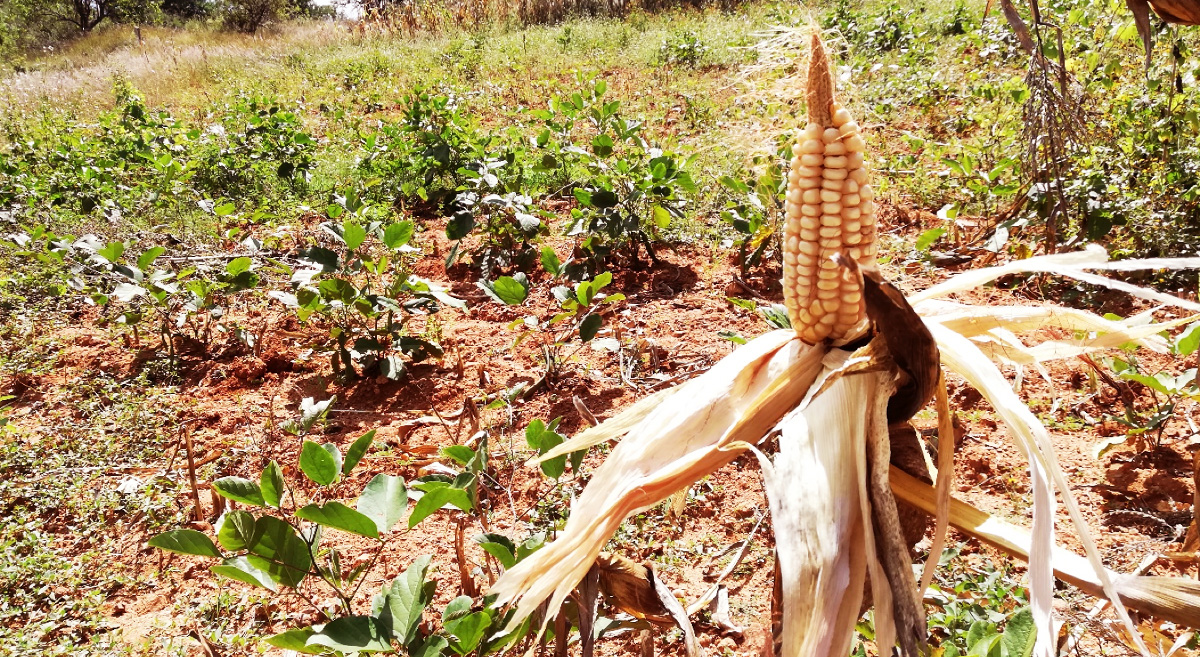 Después de 24 días de canícula que provocaron estrés hídrico en los cultivos de productores de la región Valles Centrales, en Oaxaca, México, se observó que la sombra que el maíz brindó al frijol disminuyó el estrés de dicho cultivo. (Foto: Fernando Morales/CIMMYT)