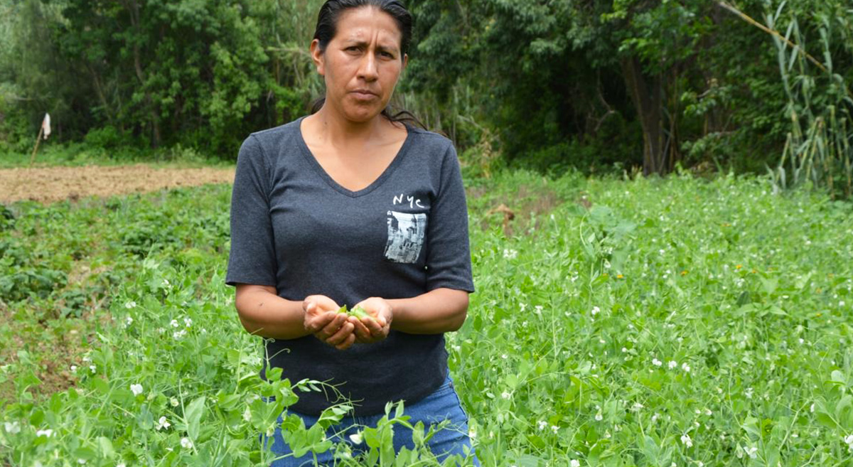 La productora Soledad Chávez Pineda muestra su cultivo de chícharo en el municipio de Magdalena Apasco, en Oaxaca, México. (Foto: Carlos Barragán/Agricultura Familiar y Agronegocios)