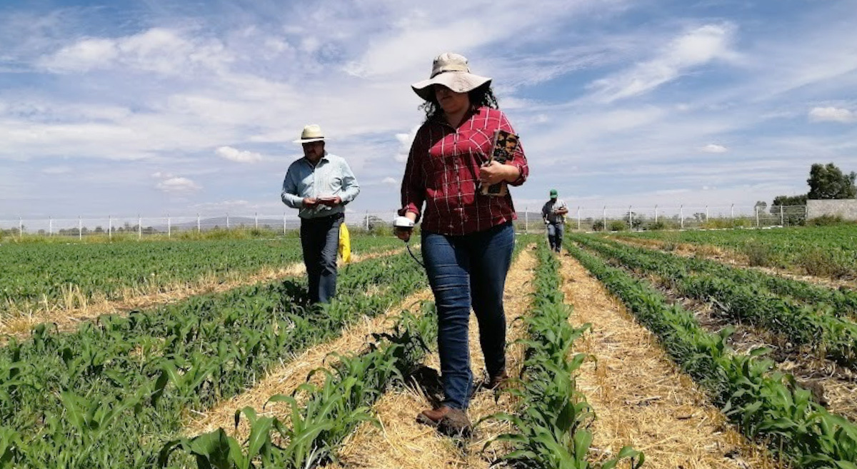 Plataforma de Investigación DR011, en Irapuato, Guanajuato, México. (Foto: Hub Bajío-CIMMYT)