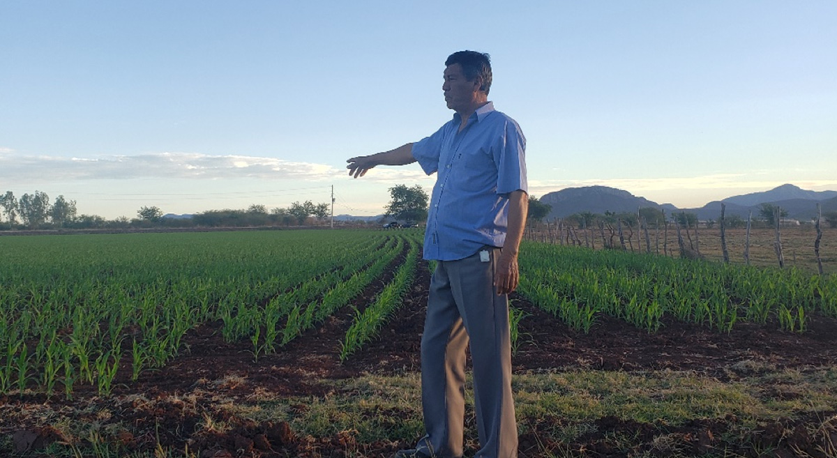 El productor Emigdio Méndez durante el monitoreo de gusano cogollero. Localidad de Calomato, municipio de Mocorito, en Sinaloa, México. (Foto: Tomás López/Hub Pacífico Norte-CIMMYT)