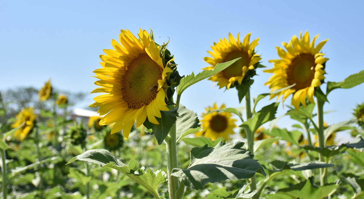 Cultivo de girasol. (Foto: Fernando Morales/Divulgación-CIMMYT)