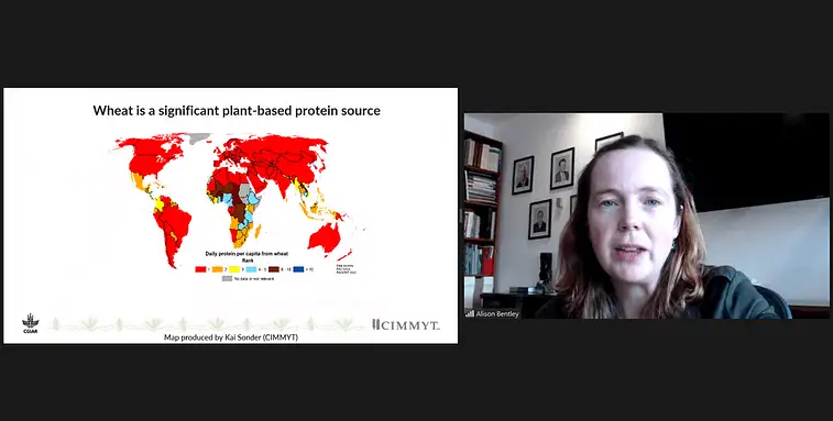 Alison Bentley presenta en un seminario conjunto entre CIMMYT y WorldFish. (Foto: Sarah McLaughlin/CIMMYT)