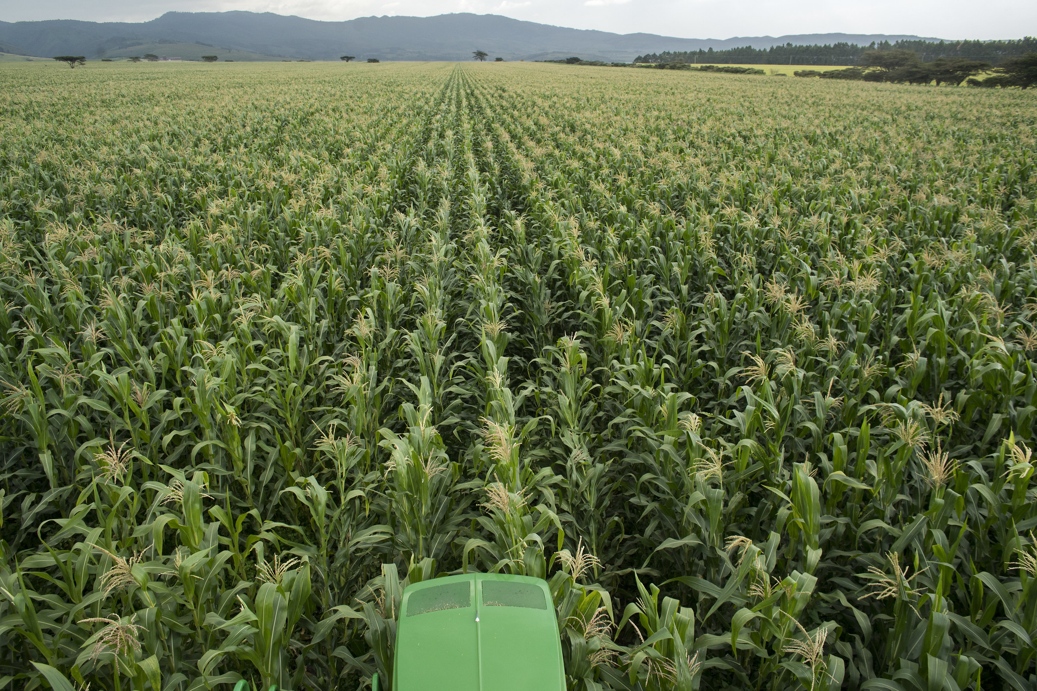 Background image for CIMMYT