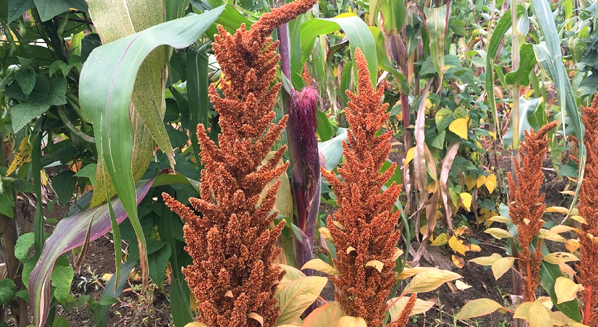 Cultivo de amaranto en Guatemala. Foto: CIMMYT