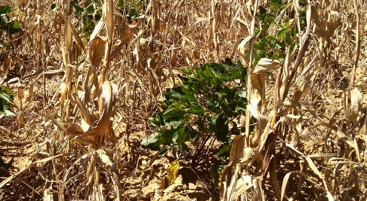 Cultivo de cobertura en los Valles Centrales de Oaxaxa, México. Foto: Desarrollo Agropecuario Integral Camino Real