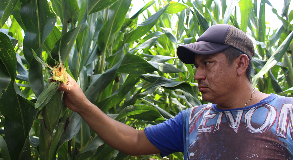 Productor de Chiapas haciendo monitoreo de daños causados por gusano cogollero. (Foto: Fernando Morales/CIMMYT)
