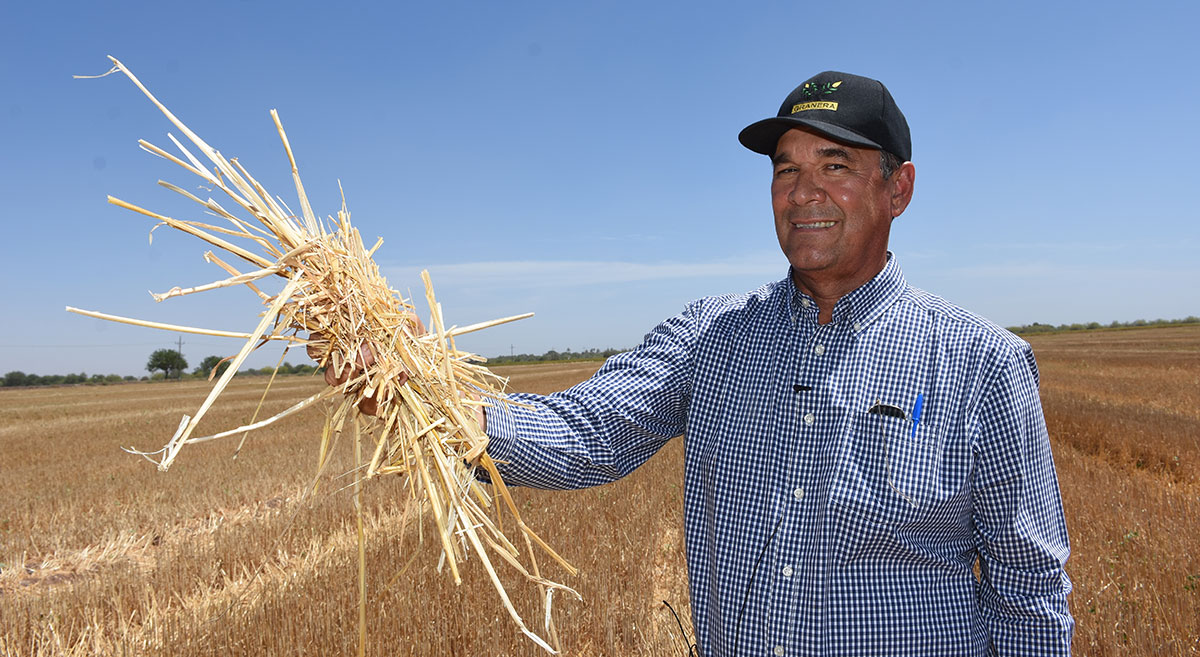 Ariel Espinoza, de la empresa Granera del Noroeste, mostrando el rastrojo que emplean como cobertura del suelo. Foto: Francisco Alarcón/CIMMYT