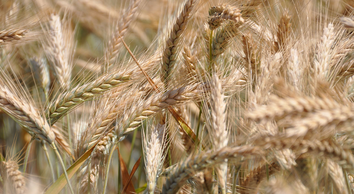 Cultivo de trigo en Texcoco, Estado de México. Foto: Fernando Morales/CIMMYT